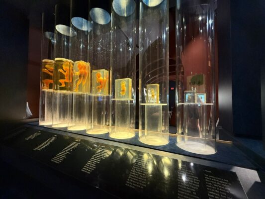 e86c7a55-ac5a-4570-9108-aacc766a2365